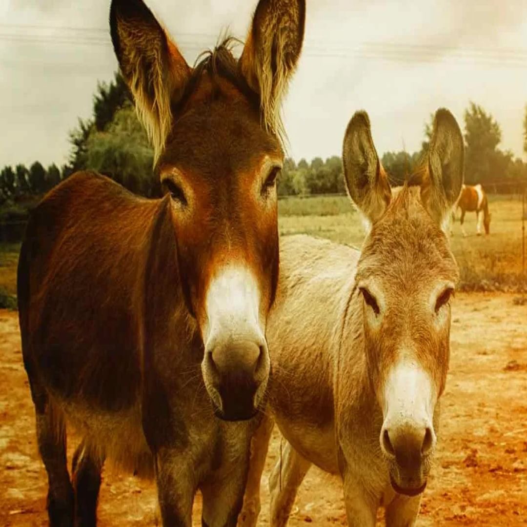 Famous donkey fair at Chitrakoot in Madhya Pradesh