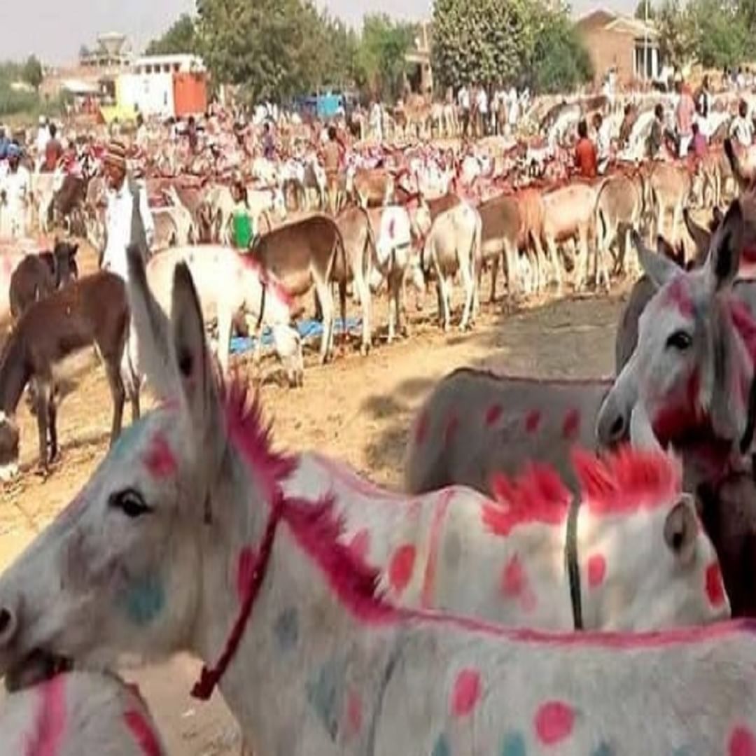 Famous donkey fair at Chitrakoot in Madhya Pradesh