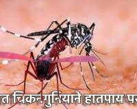 Chikungunya : राज्यात चिकनगुनियाने हातपाय पसरले; ऐन थंडीत हातपायांना ठणक, रुग्ण संख्येत वाढ