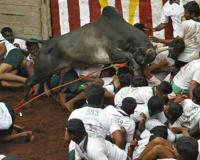 Jallikattu तामिळनाडूत जलिकट्टूदरम्यान एका दिवसात 7 जणांचा मृत्यू