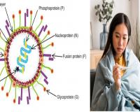 शरीराच्या कोणत्या अवयवार पहिलं अटॅक करतो हा HMPV;शरीरात काय बदल होऊ लागतात