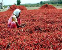 ब्याडगी, जवारी मिरचीला ग्राहकांची पसंती