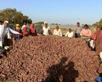 महाशिवरात्रीच्या तोंडावर रताळ्याच्या भावात घसरण; महाशिवरात्रीमुळे रताळी काढणीला वेग;