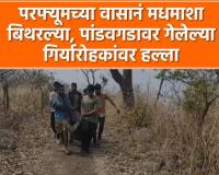 Video – परफ्यूमच्या वासानं मधमाशा बिथरल्या, पांडवगडावर गेलेल्या गिर्यारोहकांवर हल्ला